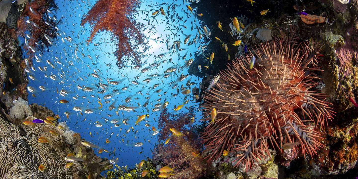 A sunlit tropical coral reef alive with schooling fish.
